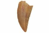 Serrated, Raptor Tooth - Real Dinosaur Tooth #219636-1